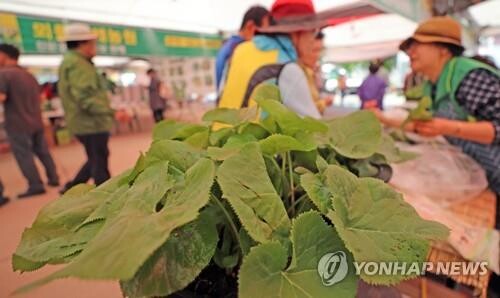 홍천군 축제 변화 시도…"생산자가 소득 올릴 수 있게"