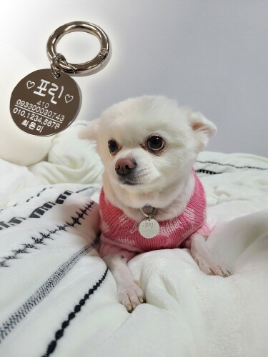 양천구, 유기 동물 입양 구민 동물등록 인식표 지원