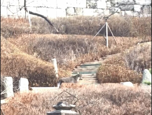 멸종위기 산양, 서울 인왕산 자락서 또 발견