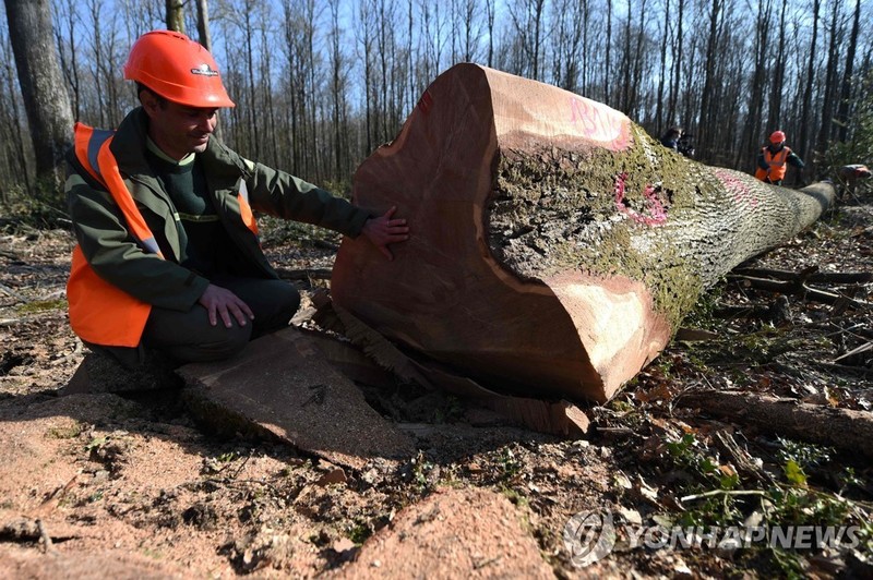 파리 노트르담 대성당 복원 위해 200살 넘은 참나무 벌목