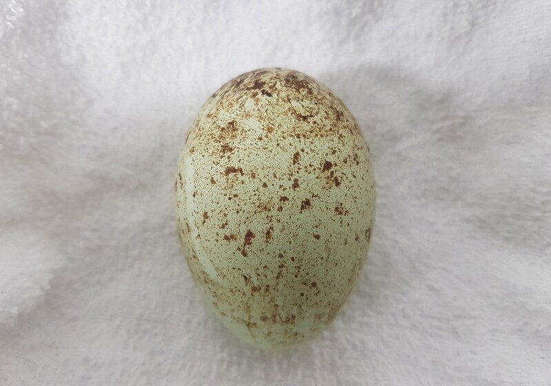 창녕 우포따오기 6쌍 동시에 산란…28일 후 생존 여부 확인