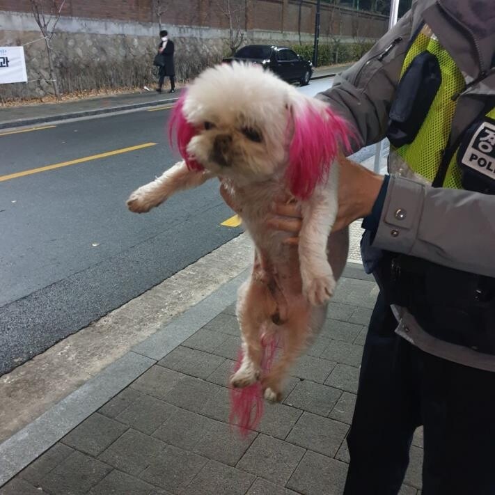 반려동물 파양·유기 증가…정부 대신 '임보맘' 나섰다