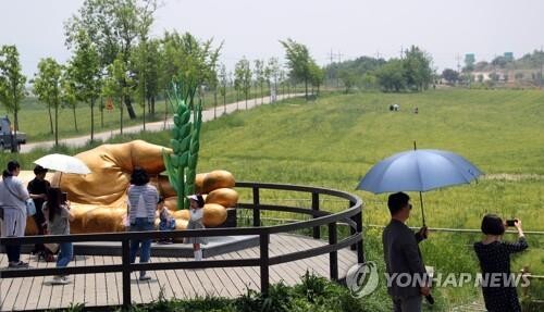 '코로나19 여파'…고창 청보리밭 축제 올해도 취소
