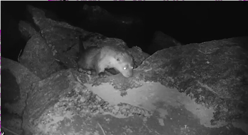 서울 송파구 "성내천에 천연기념물 수달 서식 확인"