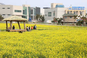 Rape flowers in bloom in Pohang