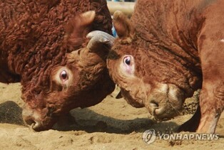 [Hallyupedia] Sossaum (소싸움)