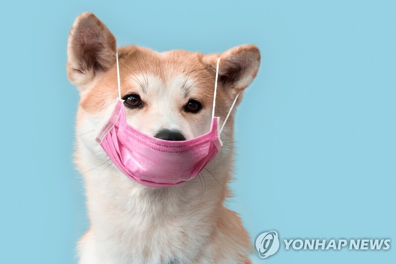 "반려동물이 영국발 변이 코로나 감염되면 심장질환 겪을 수도"