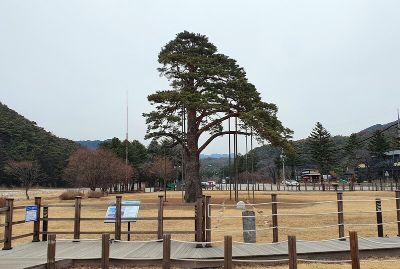 홍천군, 세조가 벼슬 내린 '정이품송' 후손 활용 관광자원화