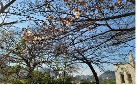 Seoul's cherry blossom blooming begins on earliest date on record