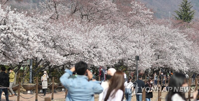 '흔들리는 꽃들 속에서 불안이 느껴진 거야' 축제 취소에도 북적
