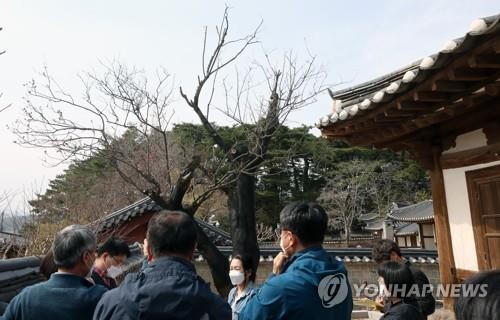 "이제 이별할 시간" 문화재청 '율곡매' 천연기념물 해제 예고