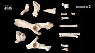 [PRNewswire] 고고학자들, 알울라(AlUla)에서 길들여진 개의 초기 증거 발견