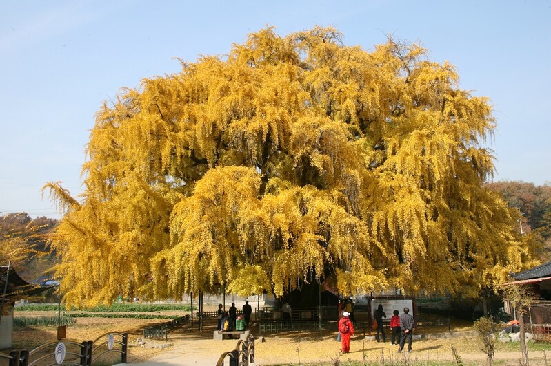'예산 확보 불투명'…인천 장수동 은행나무 광장 조성 사업 난항