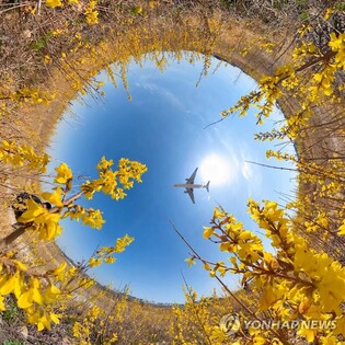 Korean goldenbell trees bloom on a sunny day