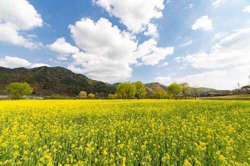 옥천군 유채꽃축제 취소…코로나19 여파에 내년 기약