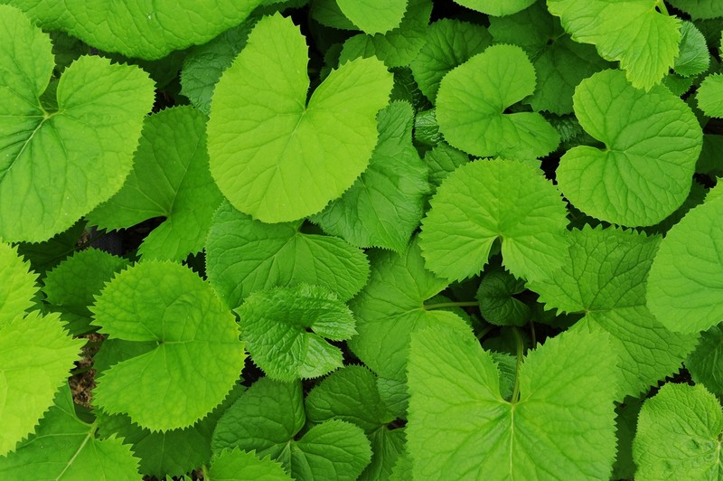 양구 곰취 본격 출하…183t 생산·18억원 소득 예상