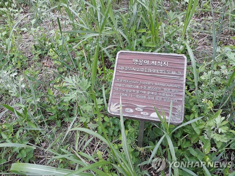 춘천 하중도서 '맹꽁이' 울음소리…레고랜드 연계사업 차질 빚나