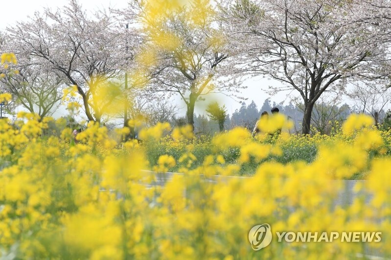 "오는 여행객 막을 순 없고" 제주, 봄 관광 시즌 코로나 비상