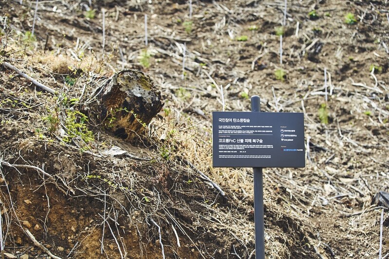[게시판] 코오롱FnC, 강원도 산불 피해지에 소나무 묘목 5천그루 심어