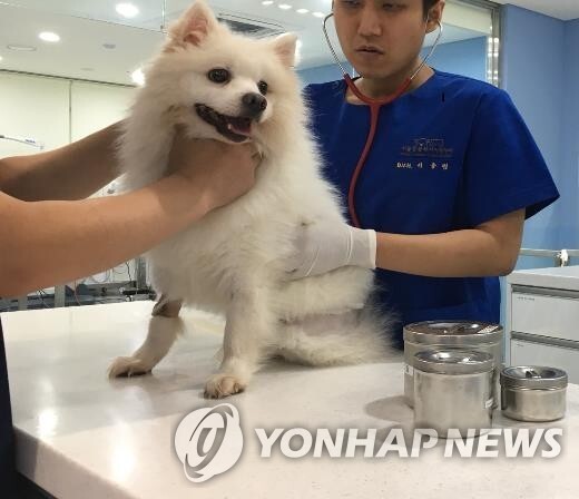 서울시 개·고양이 광견병 예방접종…본인부담 5천원