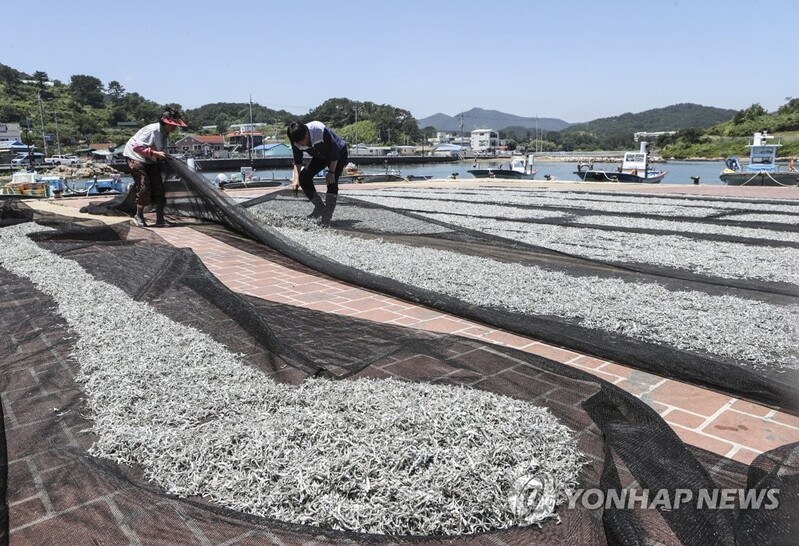 부산 기장멸치축제 코로나19로 2년 연속 취소