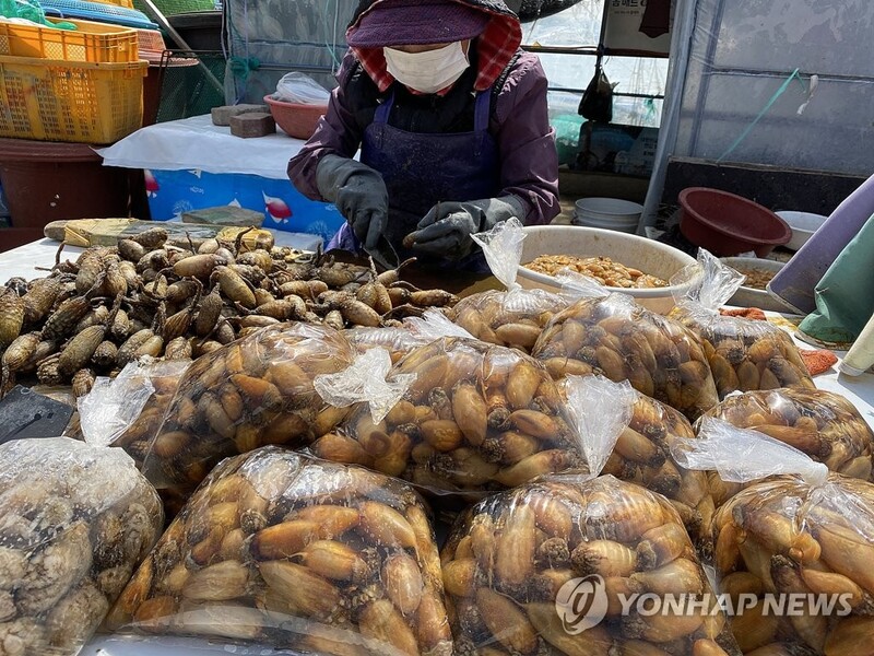 맛과 향 지금이 최고죠…창원 앞바다 제철 미더덕 천지
