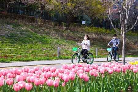 도봉구민 여러분, '튤립' 꽃길만 걸으세요