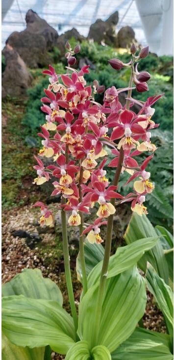 "신안 새우란 자생지서 난향 느껴보세요"…뮤지엄파크서 전시회