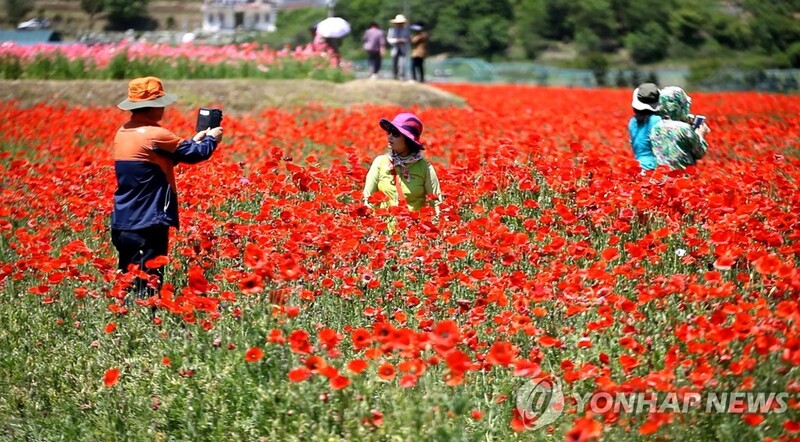 "코로나 확산 차단" 하동군, 북천 꽃양귀비 축제 취소