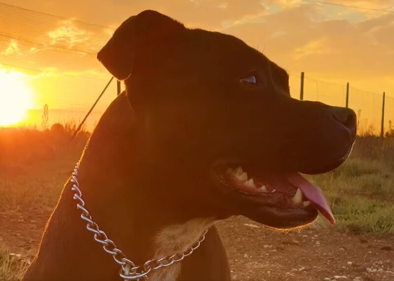 견공의 우애…수영장에 친구 빠지자 34분 사투 끝에 구조