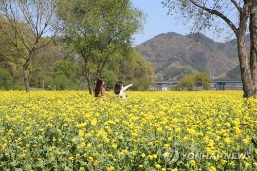 "상춘객 오지 마세요"…옥천군, 유채꽃단지 갈아엎기로