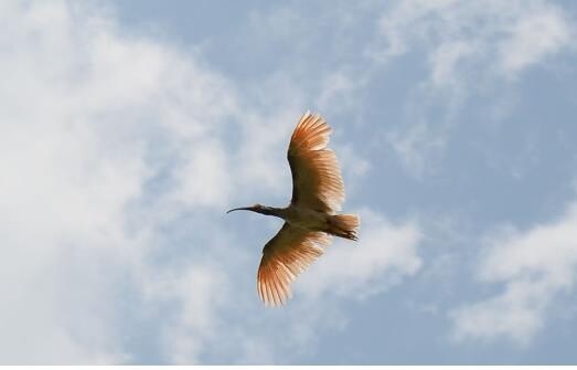 40 endangered ibis released thirdly in the wild