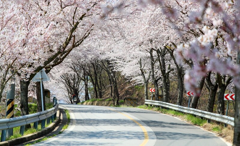 태안, 봄꽃 천국으로 꾸민다…도로변·저수지에 벚나무 등 식재