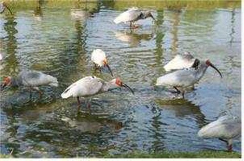 창녕군, 우포늪에서 '제3회 따오기 야생방사 행사' 개최