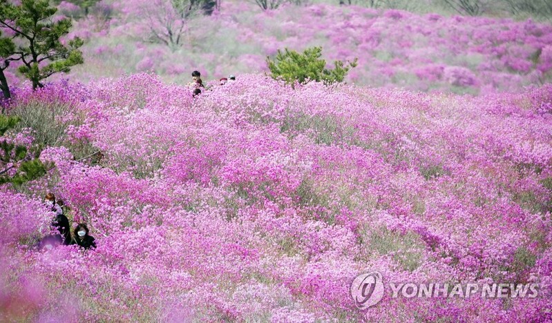 비슬산 참꽃 군락지 유튜브 영상 조회 수 5만건 돌파