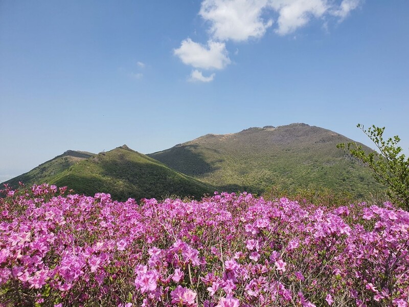 무등산 백마능선 산철쭉 개화…5월 둘째 주 절정 예상