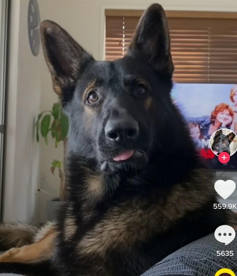 한번 경찰견은 영원한 경찰견…'마약' 소리에 귀 쫑긋