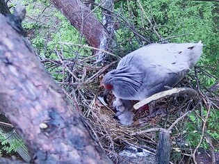 Endangered Crested Ibis' eggs hatched in the wild after 42 years