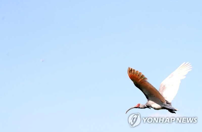 야생으로 간 따오기, 국내 멸종 42년 만에 자연서 첫 탄생