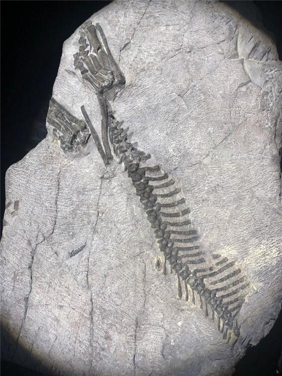 지질유산 분포지도 개방…화석·암석 표본 통합 DB도 구축