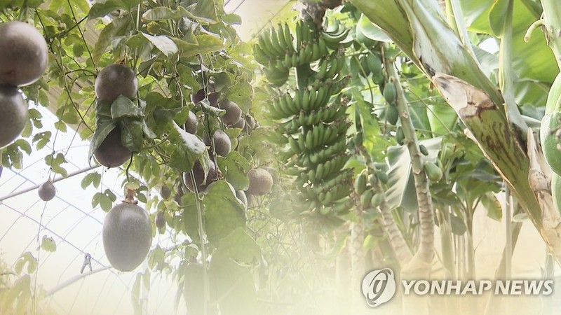 경북도 아열대 작물 육성…기후변화 대응