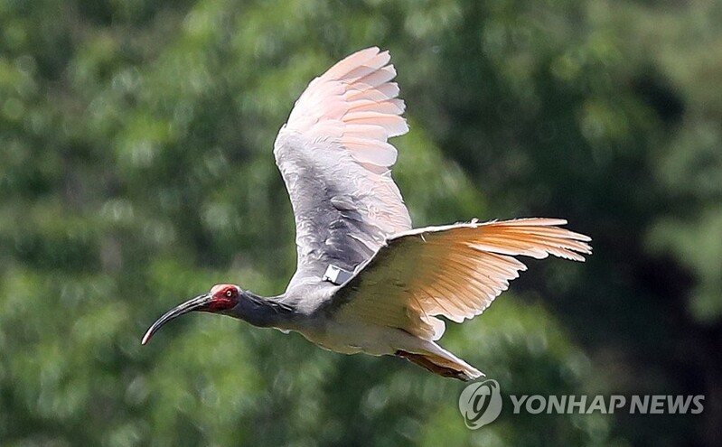 야생으로 돌아간 따오기, 자연 속 번식 길을 열다