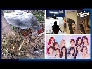 First wild-born crested ibises in 42 years/ Samsung, LG see earnings soar in Q1/  IZ*ONE
