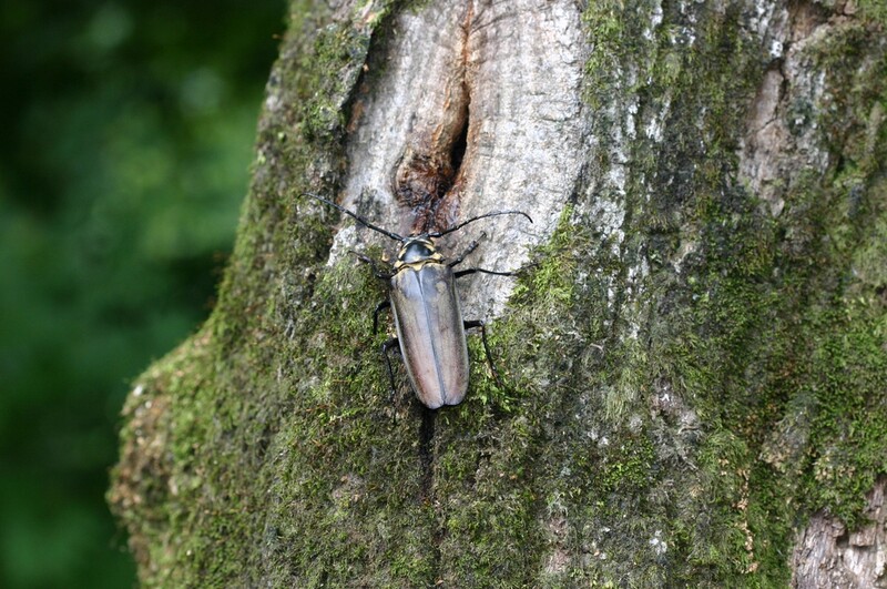 가정의 달 5월 맞아 열리는 '광릉숲 곤충 특별전'