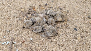 낙동강 합천창녕보 상류서 멸종위기종 흰목물떼새 7마리 부화