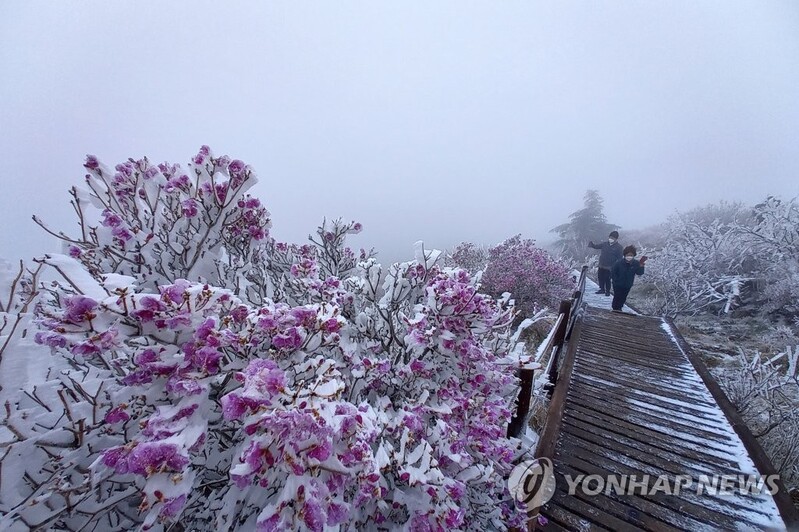 Snow covered azalea flowers rest upon the Jirisan Mountain in May