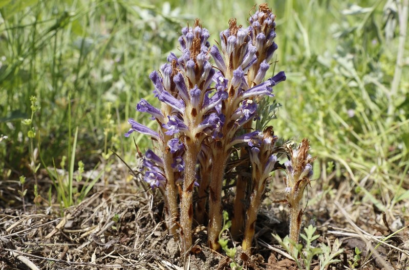 [픽! 정읍] 멸종위기 식물 Ⅱ급 '백양더부살이' 개화