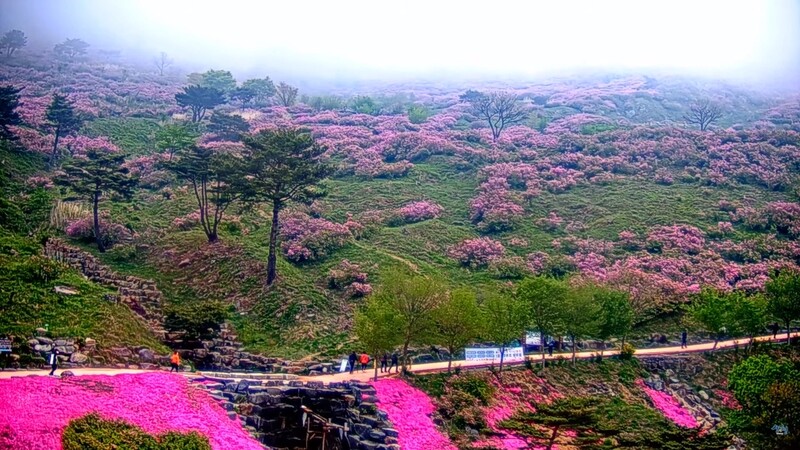 "산청 황매산 철쭉 랜선으로 어디서든 감상하세요"