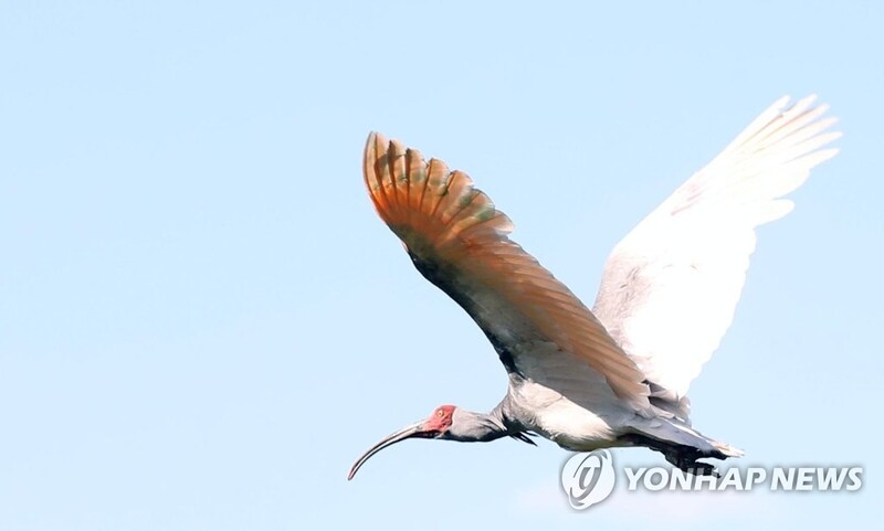 복원·증식한 따오기 40마리, 우포늪에 3차 방사