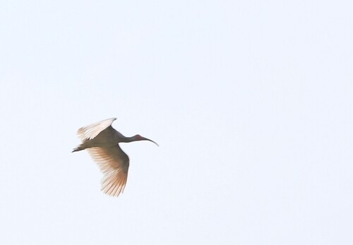 40 endangered Crested Ibises released back to nature